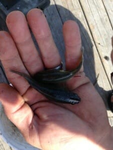 Hand proudly cradling a home-grown Corson's Inlet minnow.  