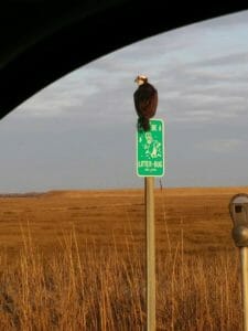 Osprey sitting on a "Don't Litter" sign