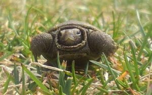 baby turtle in the grass near Whale Creek Marina